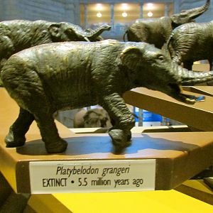 Platybelodon Bronze Sculpture