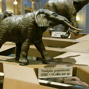 Primelephas Bronze Sculpture