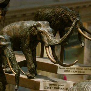 Stegodon Bronze Sculpture