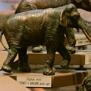 Palaeoloxodon Bronze Sculpture