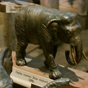 Asian Elephant Bronze Sculpture