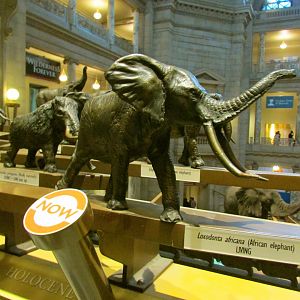 African Elephant Bronze Sculpture