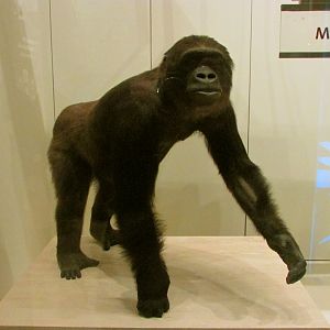 Gorilla