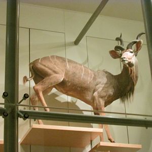 Greater Kudu