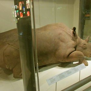 Northern White Rhinoceros