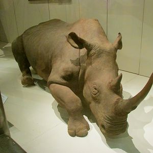 Northern White Rhinoceros