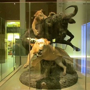 Cape Buffalo & Lions