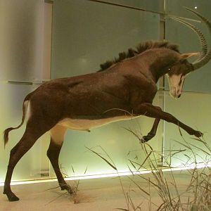 Sable Antelope