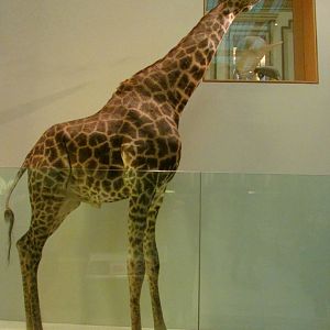 Giraffe