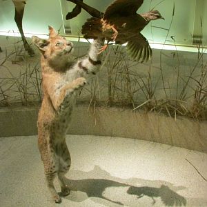 Wildcat & Bird