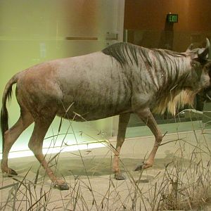 Wildebeest