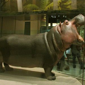 Nile Hippopotamus