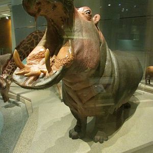 Nile Hippopotamus