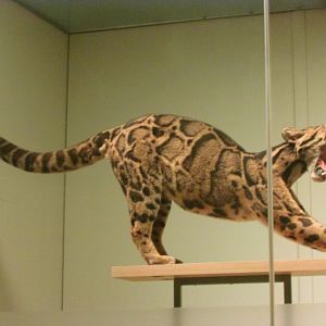 Clouded Leopard