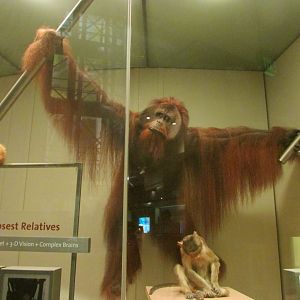 Orangutan