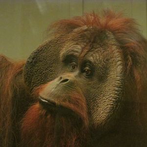 Orangutan Closeup