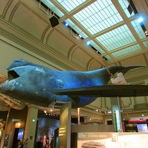 North Atlantic Right Whale