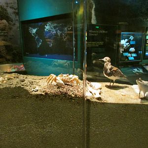 Ghost Crab & Shorebirds