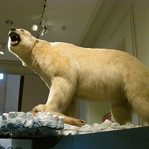 Polar Bear