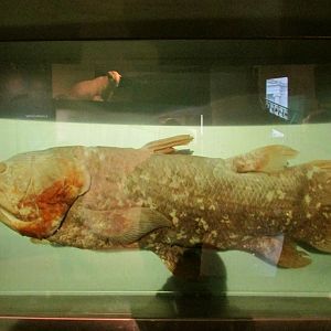 Coelacanth