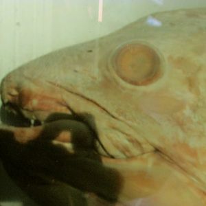 Coelacanth Closeup