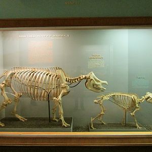 Odd-Toed Hoofed Mammals