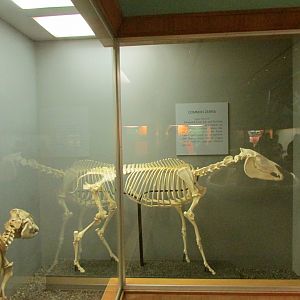Zebra Skeleton