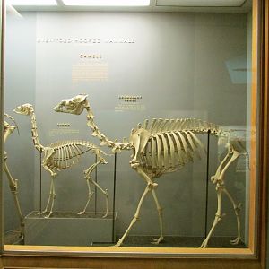 Lllama & Dromedary Camel Skeleton