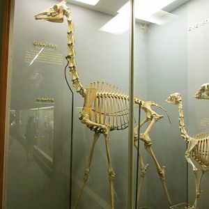 Giraffe Skeleton