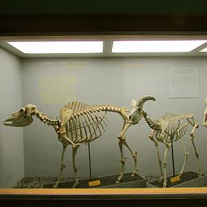 Musk Ox & Bighorn Sheep Skeletons
