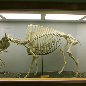American Bison Skeleton