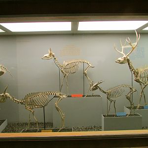 Saiga, Pronghorn, Muntjac & Mule Deer Skeletons