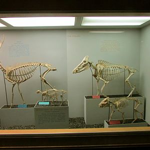 Chevrotain, Peccary & Bearded Pig Skeletons