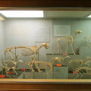 Cat & Hyena Skeletons