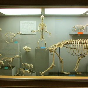 Bear & Raccoon Skeletons
