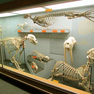 Marine Mammal Skeletons