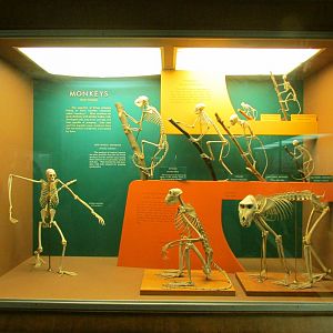 Monkey Skeletons
