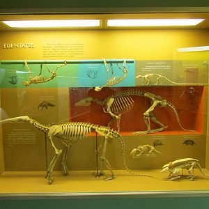 Xenarthran Skeletons