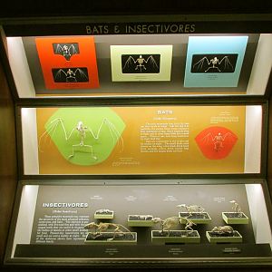 Bat & Insectivorous Mammal Skeletons