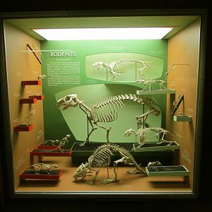 Rodent Skeletons