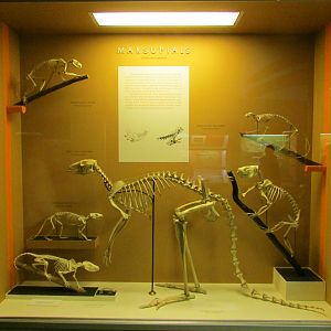 Marsupial Skeletons