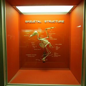 Bird Skeletal Structure