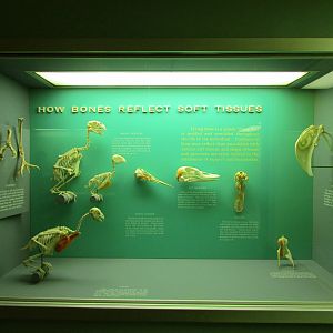 How Bird Bones Reflect Soft Tissues