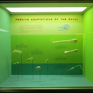 Feeding Adaptations Of Bird Skulls