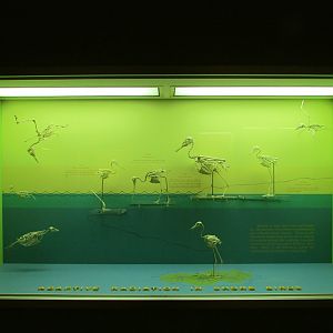 Adaptive Radiation In Shore Birds