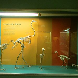 Running Bird Skeletons