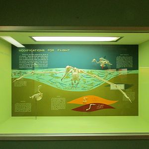 Bird Modifications For Flight