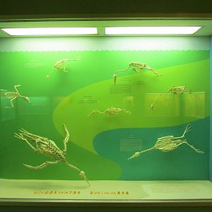 Underwater Swimming Bird Skeletons