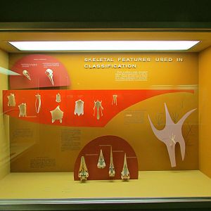 Skeletal Features Used In Bird Classification