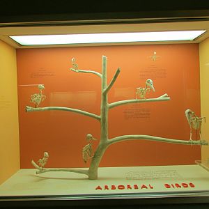 Arboreal Bird Skeletons